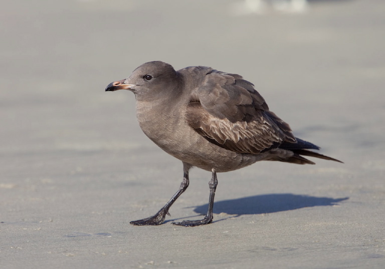 Larus heermanni Laridae