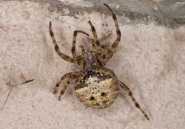 Araneus illaudatus Araneidae