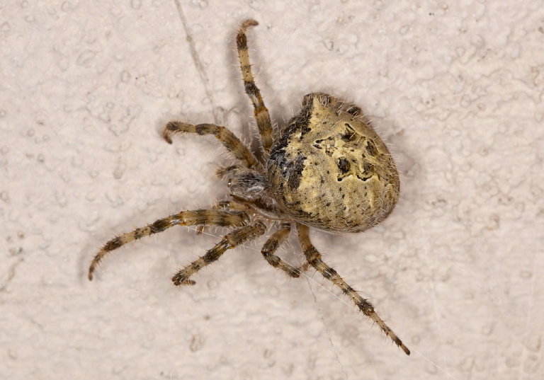 Araneus illaudatus Araneidae