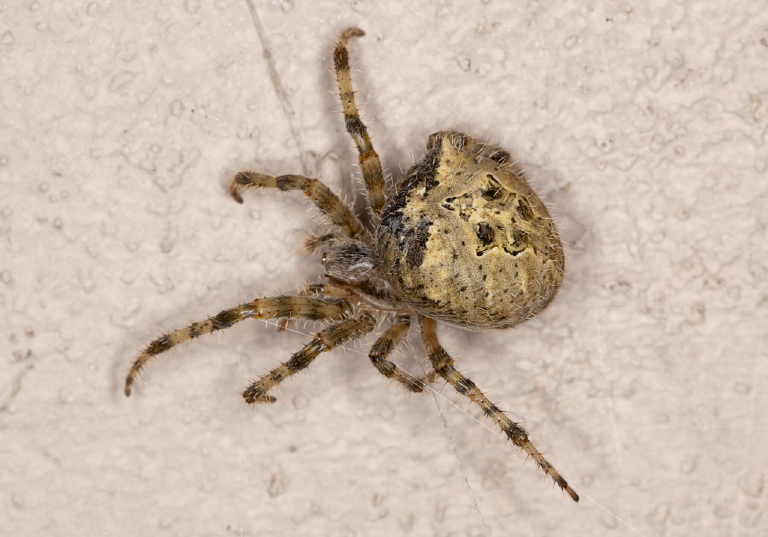 Araneus illaudatus Araneidae