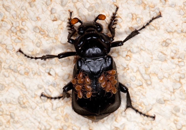 Nicrophorus nigrita Silphidae