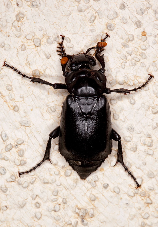 Nicrophorus nigrita Silphidae