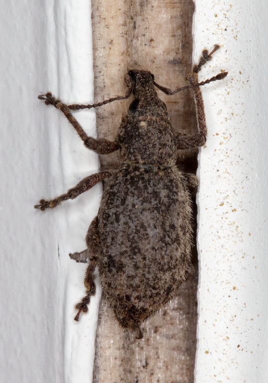   Curculionidae