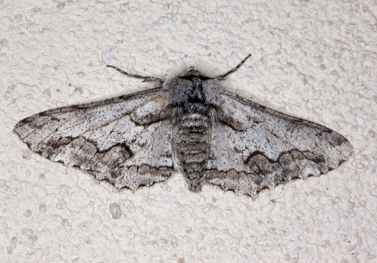 Cochisea sinuaria Geometridae