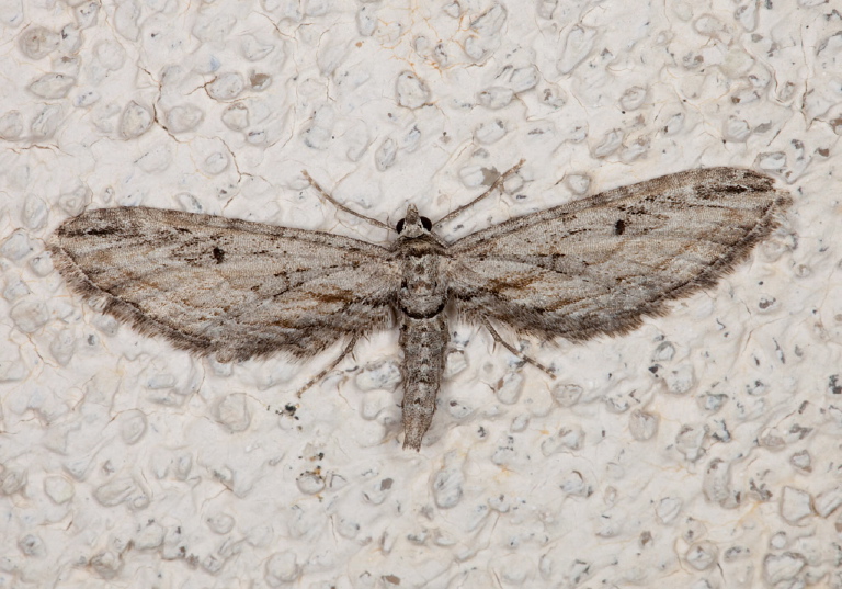 Eupithecia sp. Geometridae