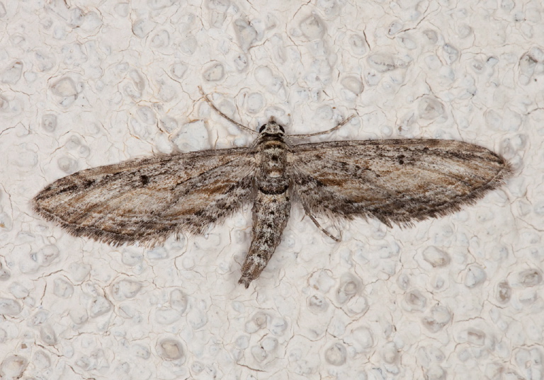 Eupithecia sp. Geometridae