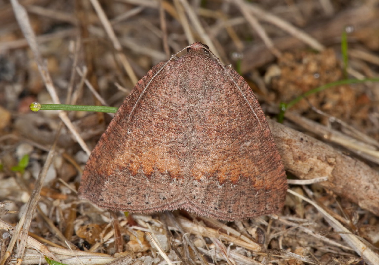 Drepanulatrix monicaria? Geometridae