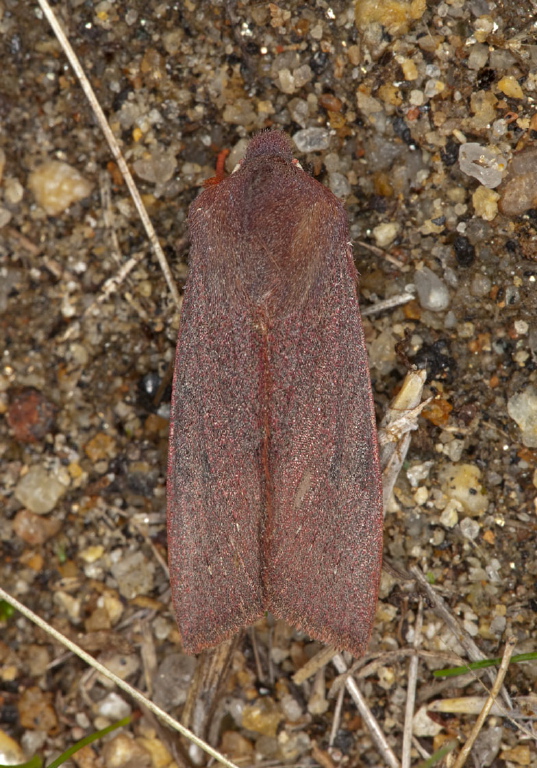 Orthosia mys Noctuidae