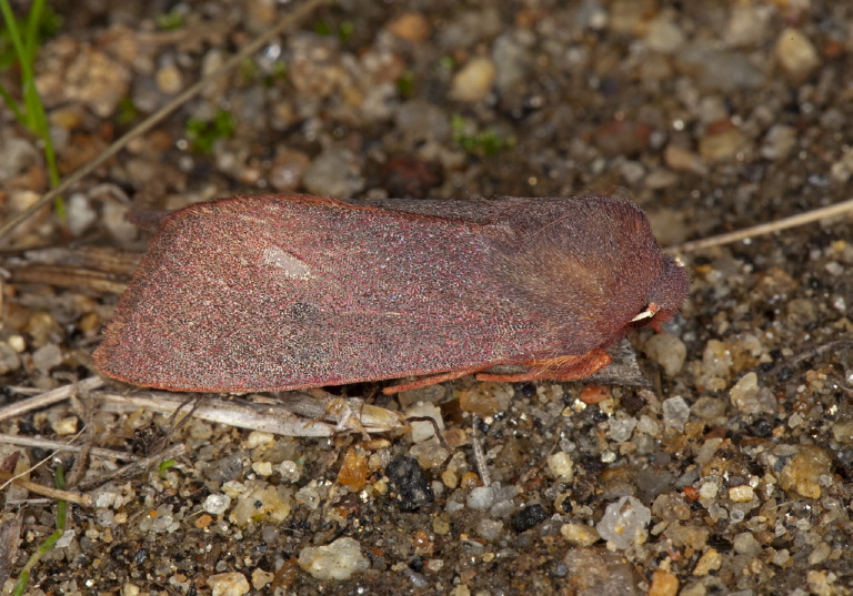 Orthosia mys Noctuidae