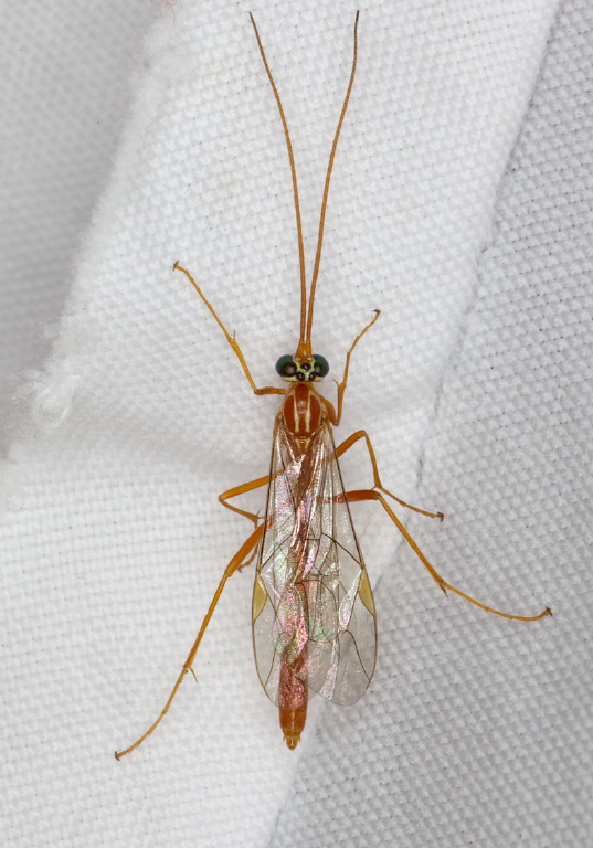 Netelia sp. Ichneumonidae