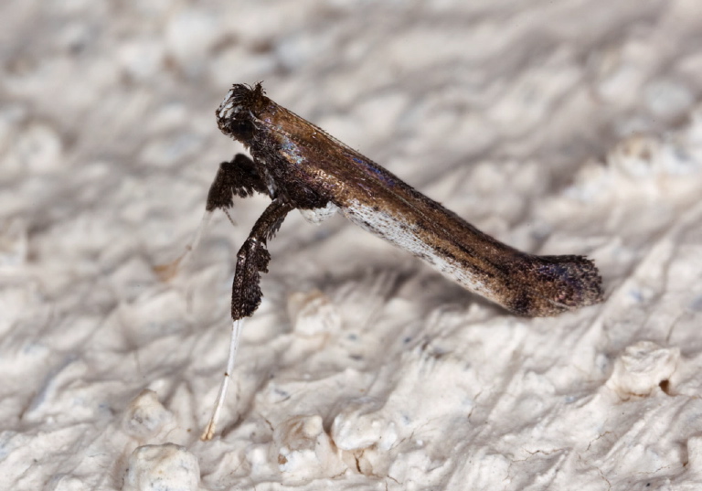 Caloptilia ovatiella Gracillariidae