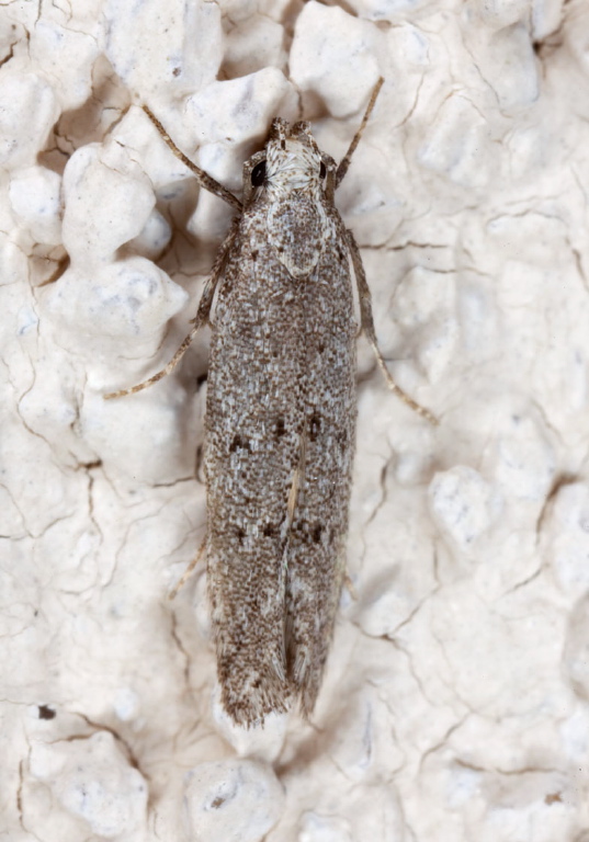 Coleotechnites huntella? Gelechiidae