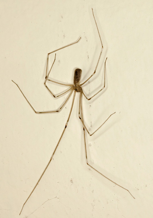 Pholcus phalangioides Pholcidae