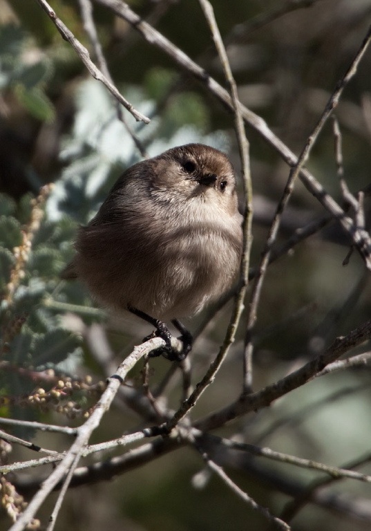 Psaltriparus minimus Aegithalidae