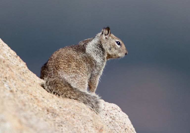 Spermophilus beecheyi Sciuridae