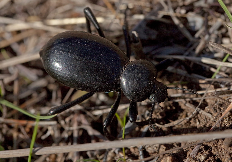 Eleodes acuticauda Tenebrionidae