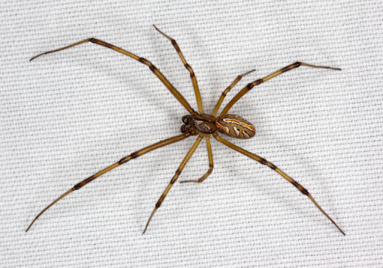 Latrodectus hesperus Theridiidae