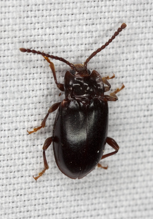 Aphorista morosa Endomychidae