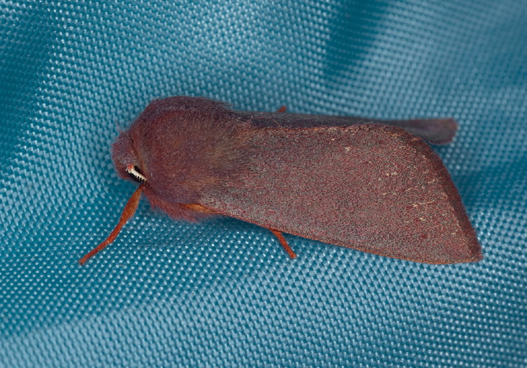 Orthosia mys Noctuidae