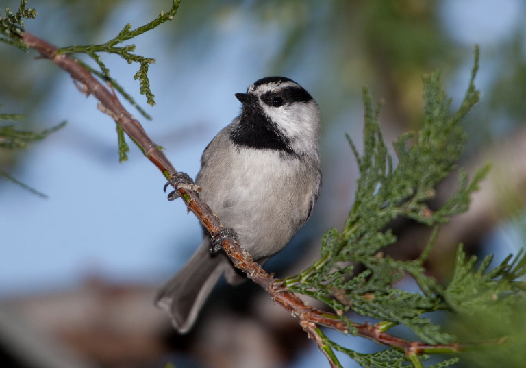 Poecile gambeli Paridae