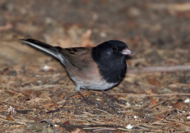 Junco hyemalis Emberizidae