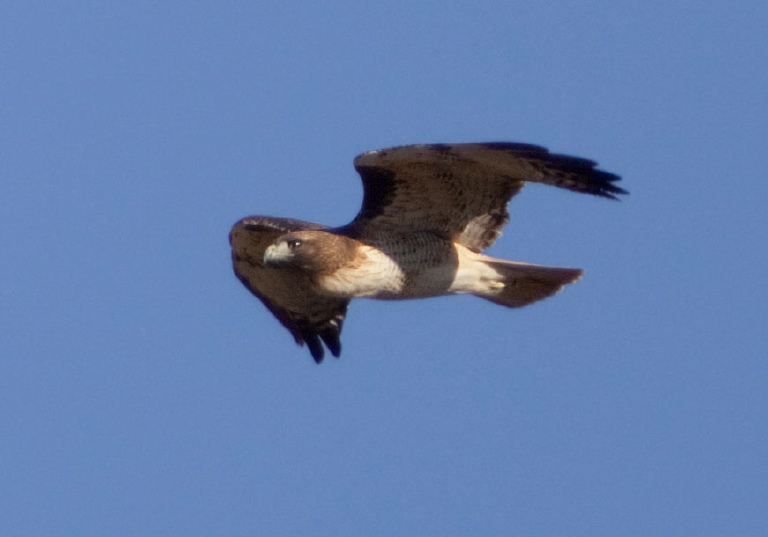 Buteo jamaicensis Accipitridae