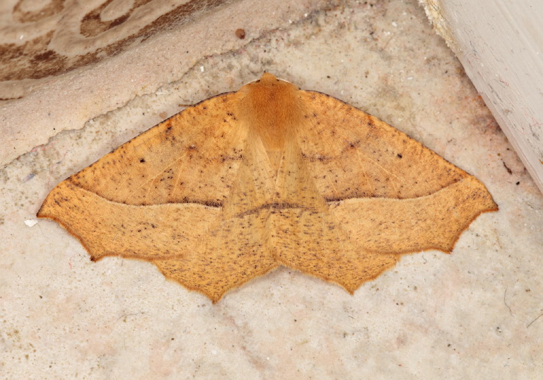 cf. Tetracis jubararia Geometridae