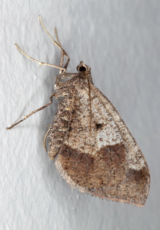 Stamnodes affiliata? Geometridae