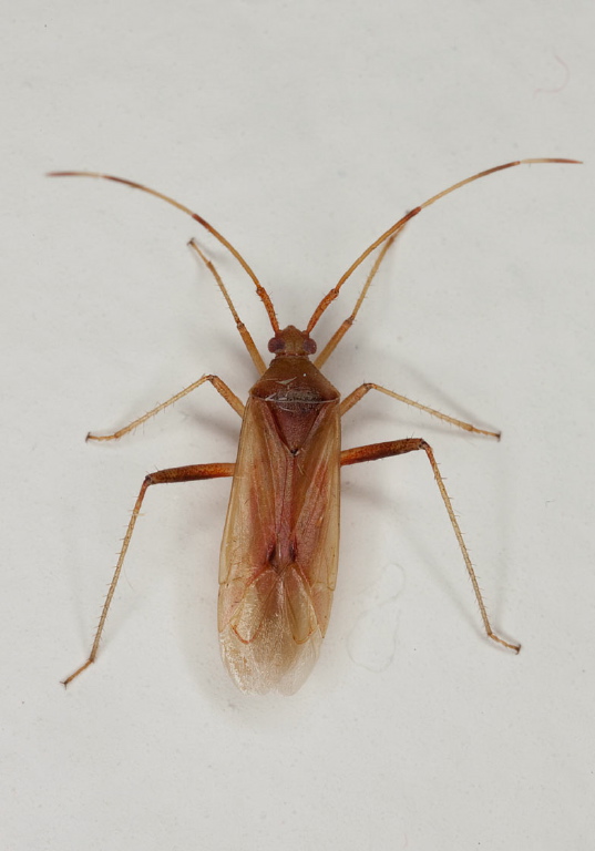 Creontiades sp. Miridae