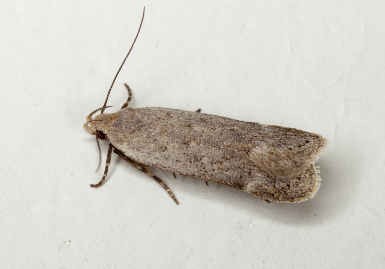 Dichomeris sp.? Gelechiidae