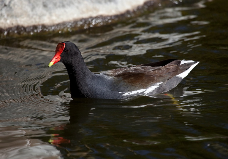 Gallinula chloropus Rallidae