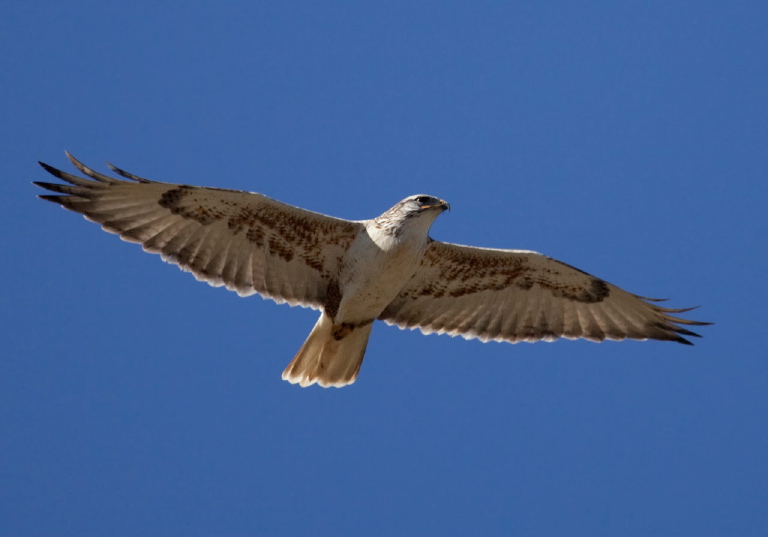 Buteo regalis Accipitridae