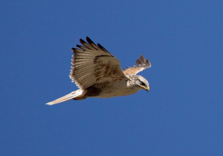 Buteo regalis Accipitridae