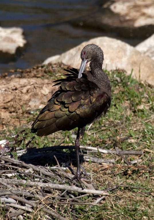 Plegadis chihi Threskiornithidae