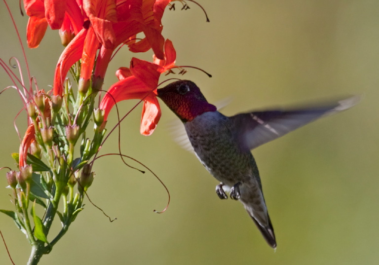 Calypte anna Trochilidae