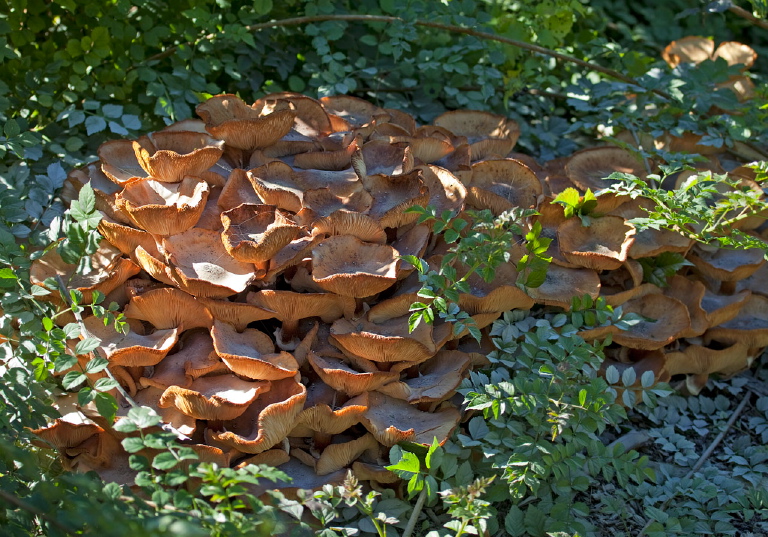 Omphalotus olivascens? Marasmiaceae?