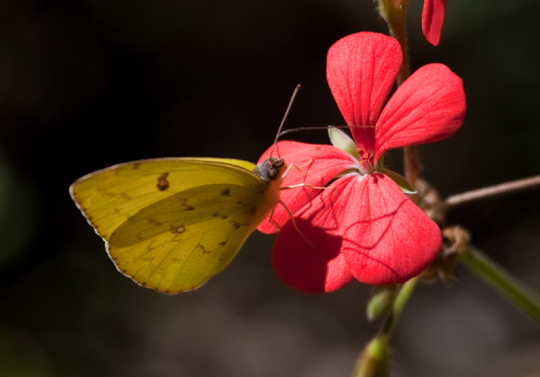 Phoebis sennae Pieridae