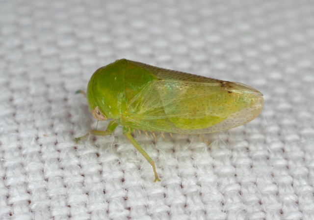 Stragania robusta Cicadellidae