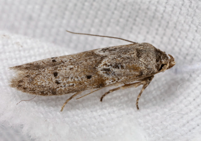   Coleophoridae