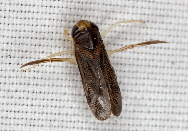   Corixidae
