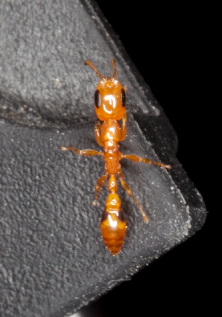 Pseudomyrmex simplex Formicidae