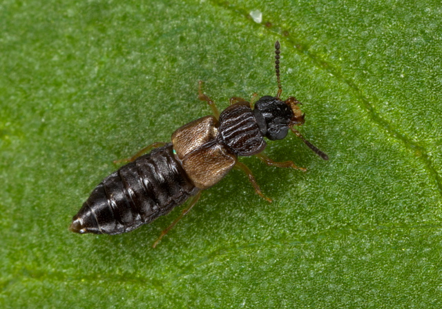 Anotylus sp. Staphylinidae