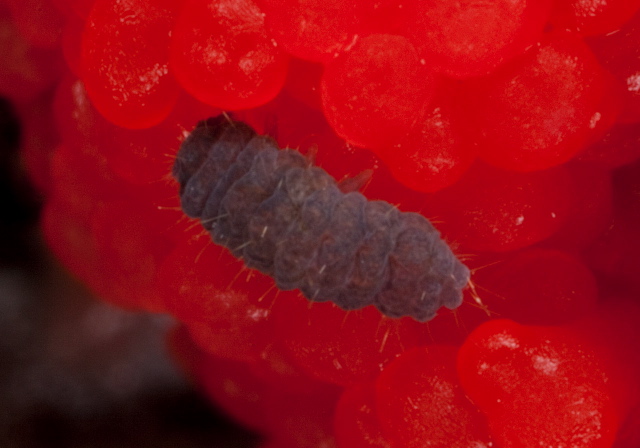   Neanuridae