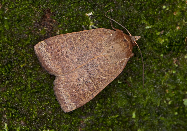 Abagrotis alternata Noctuidae