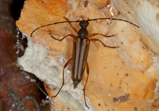 Analeptura lineola Cerambycidae
