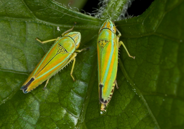Graphocephala versuta Cicadellidae