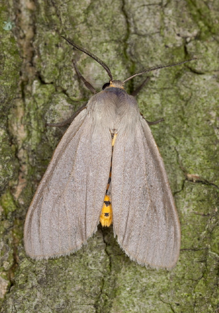Euchaetes egle Erebidae