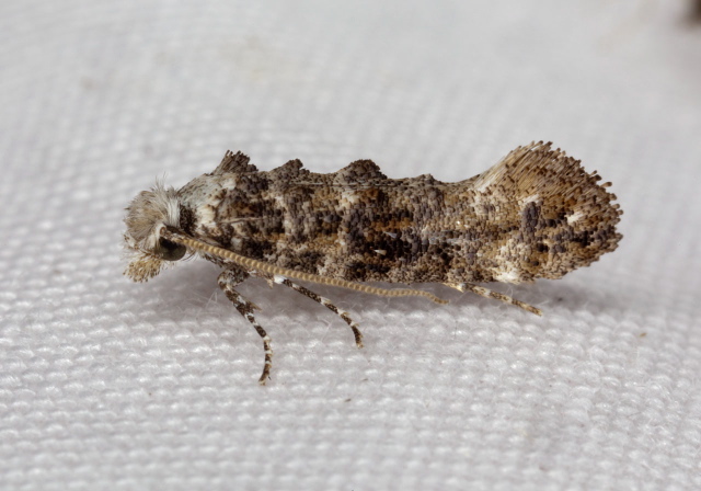 Xylesthia pruniramiella Tineidae