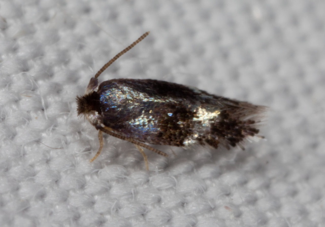 Trifurcula (Glaucolepis) saccharella Nepticulidae