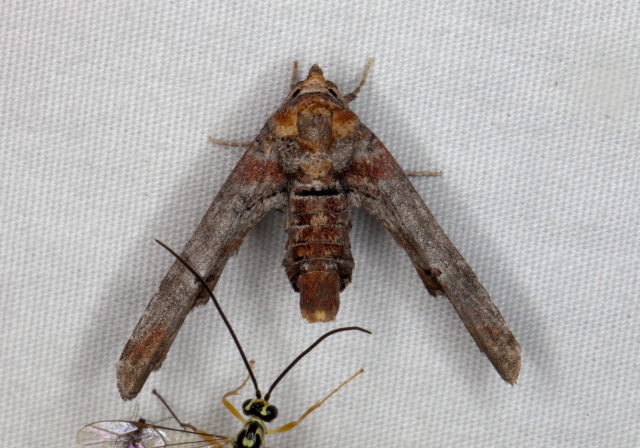 Marathyssa inficita Euteliidae